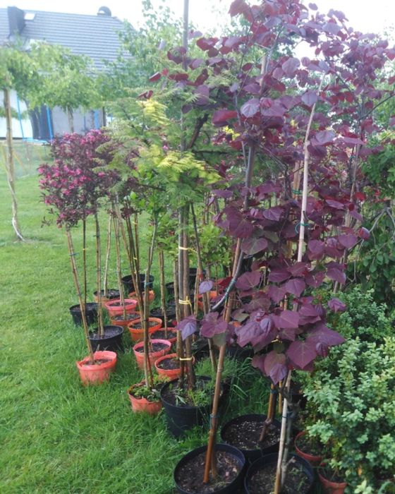 Judaszowiec,robinia,wiąz,złotokap