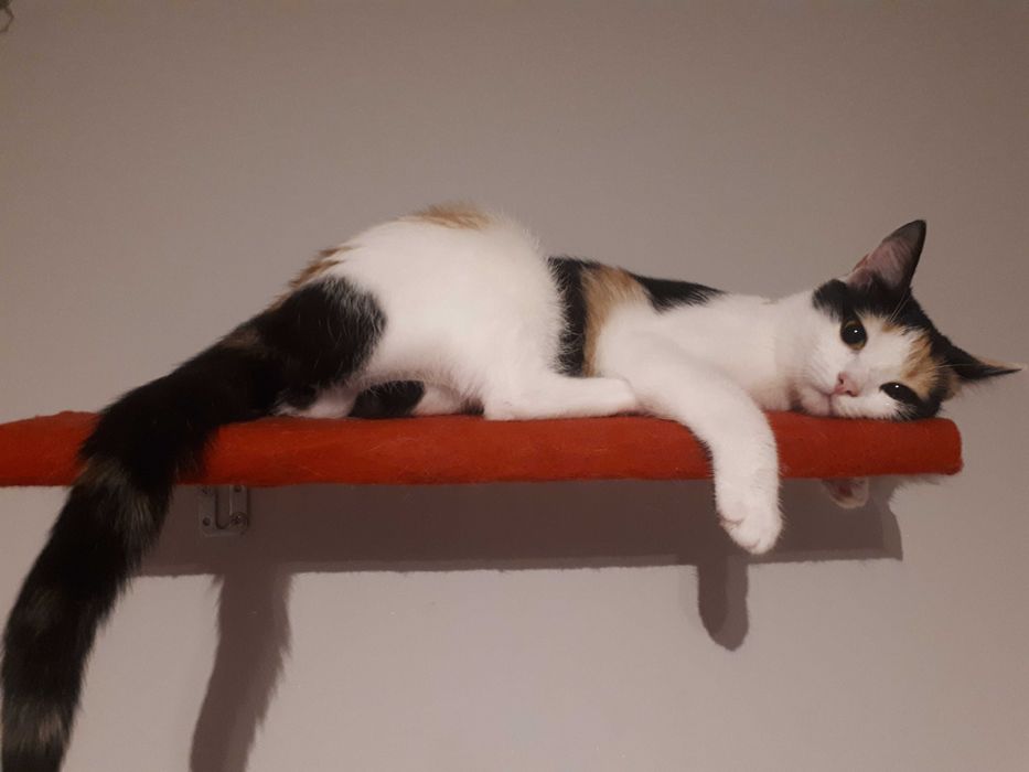 Najukochańszy koci duet Adopcja