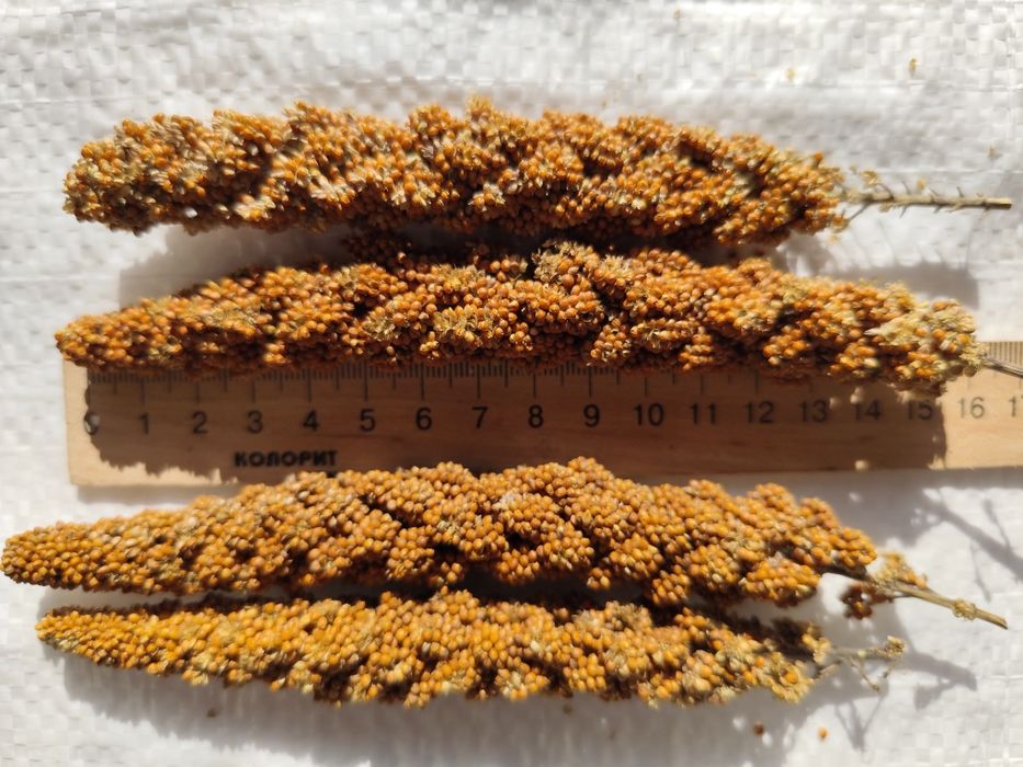 Чумиза, корм, колоски чумизи