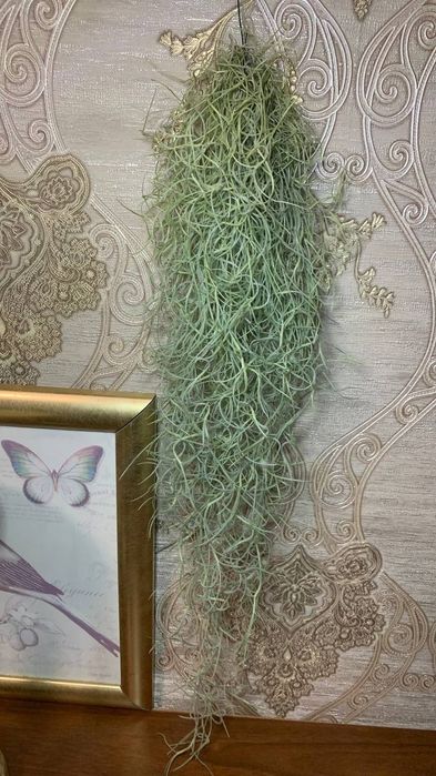 Тілландсія Усневидная