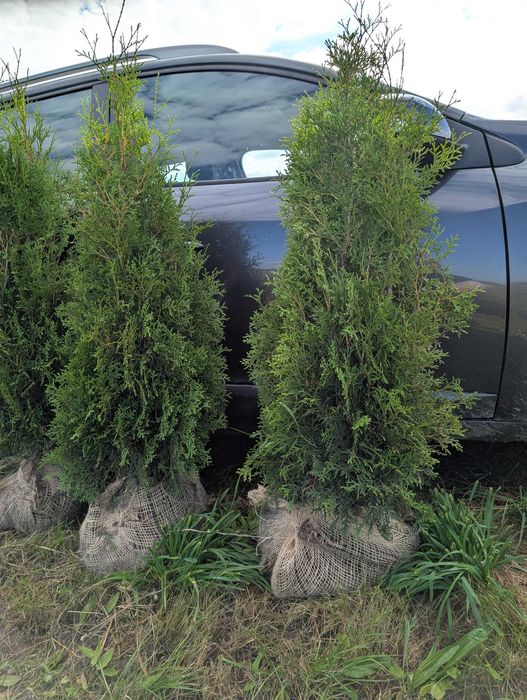 Туя Колумна. Туя смарагд. Самшит. Голуба ялинка. Вічнозелені рослини