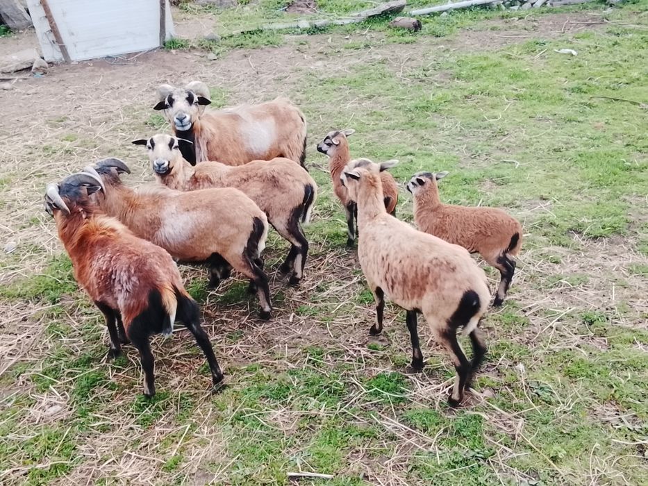 Cabritos e cabras anas