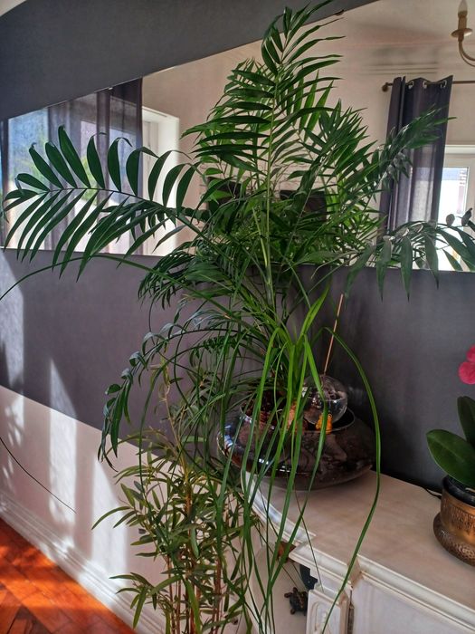 Beaucarnea Recurvata + Palmeira 95cm