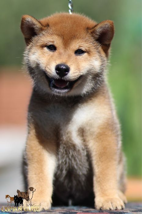 Дуже перспективний хлопчик Шиба іну Сіба іну SHIBA проф .розплідник