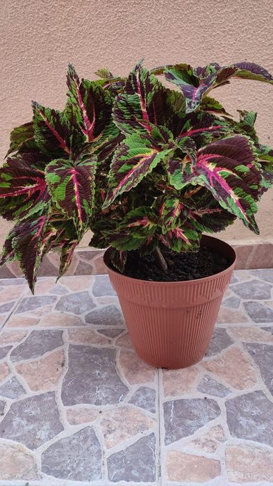 Flor Coleus 20€.