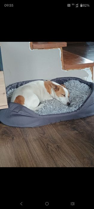 Oddam Za darmo  Jack Russell terier