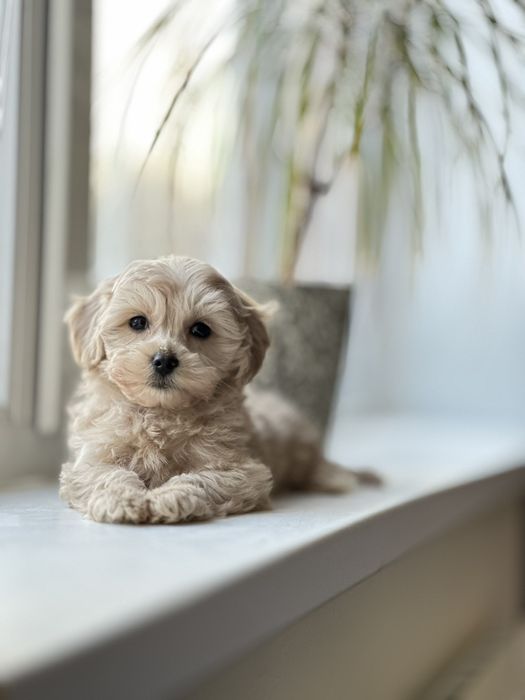 Мальтіпу. Цуценята кукольні Мальтипу вибір гарних цуценят. Шикарні