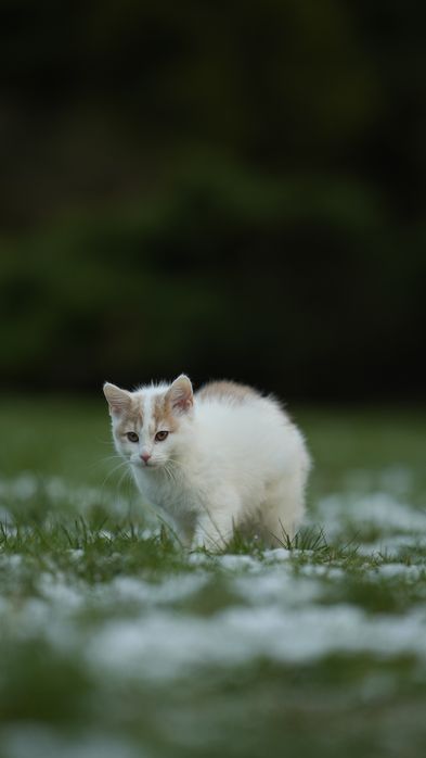 Dziewczynka szuka domku