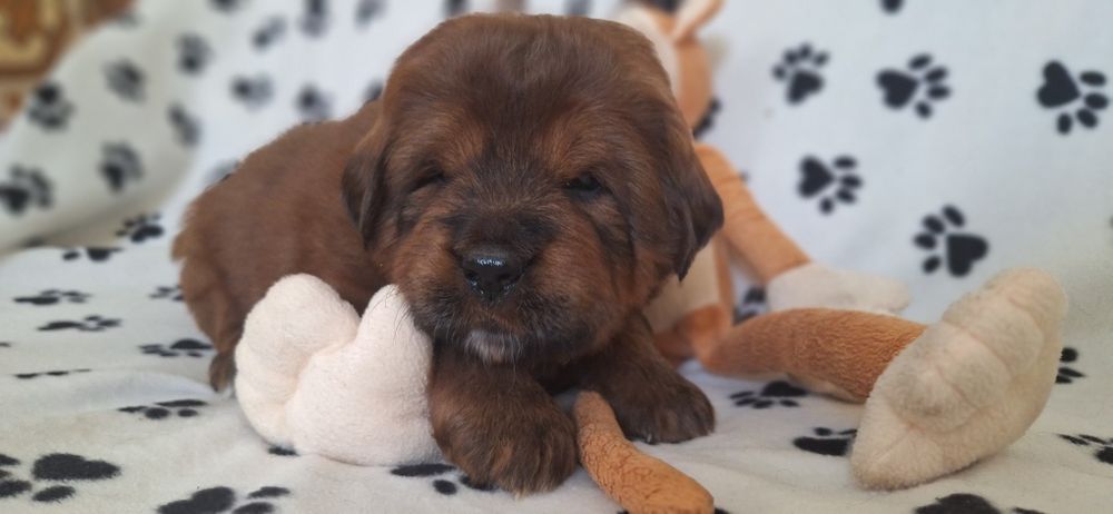 Хлопчик мастифа  китай шоу.