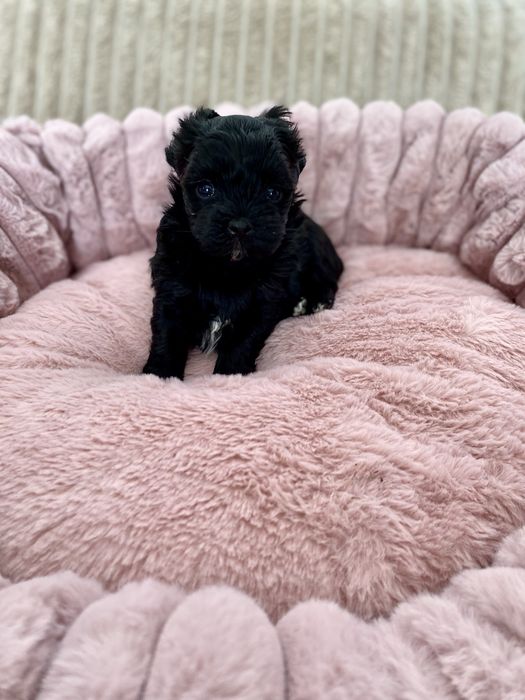 Yorkshire Terrier Black piesek czarny rodowod