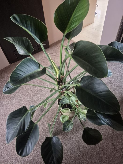 Piękny filodendron Green Princess 115 cm