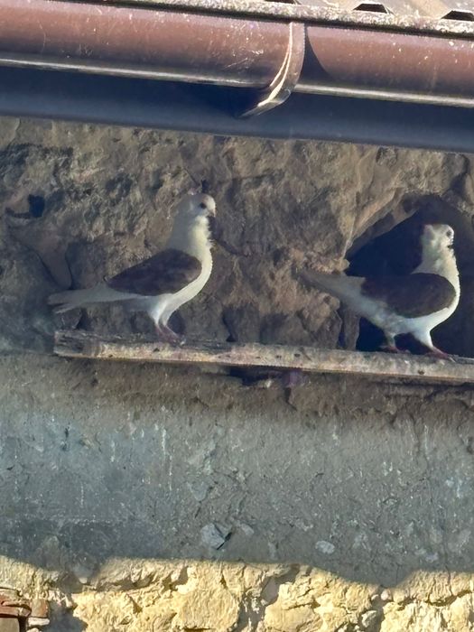 Gołębie staropolskie