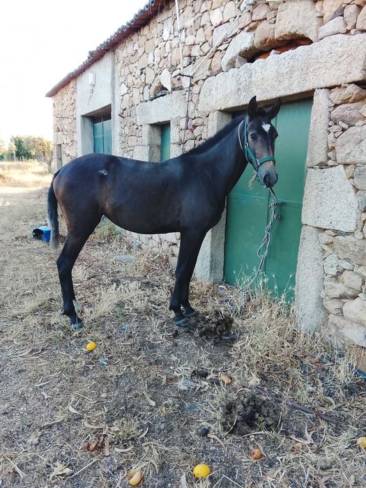 Poldra lusitana pura muito típica