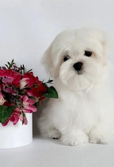 Супер розкішь мальтезе