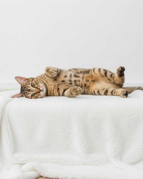 Setúbal / Margem Sul / Lisboa — ANA CLÁUDIA, gatinha para adoção