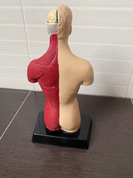 Торс  анатомии человеческого тела Humbrol Model Kit England