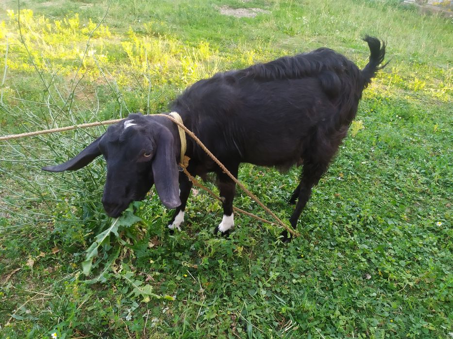 Продаю козу нубійку з козенятами