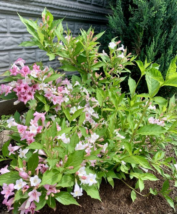 Вейгела , многолетник