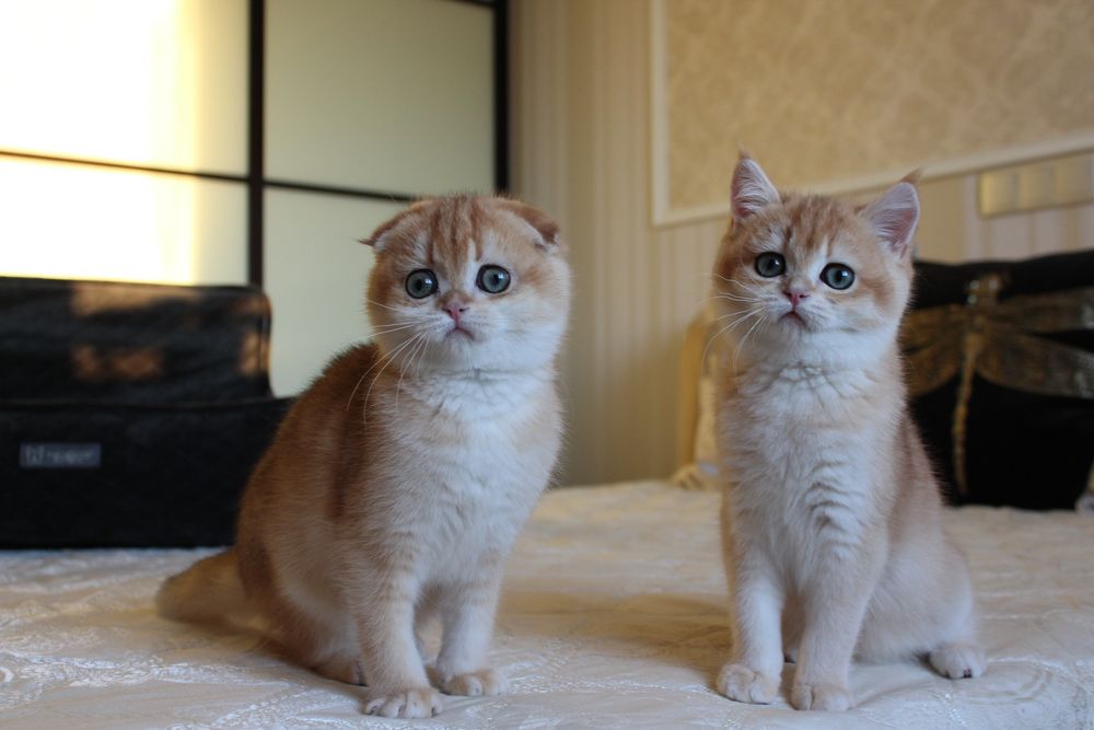 Золоті Шиншили. Кошенята неймовірної краси