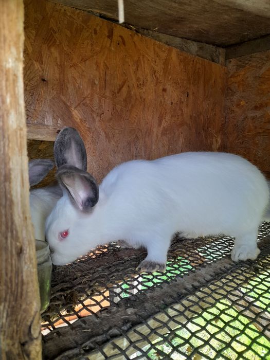 Каліфорнійські кролики