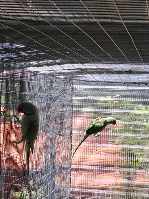 Casal de grandes Alexandres adultos