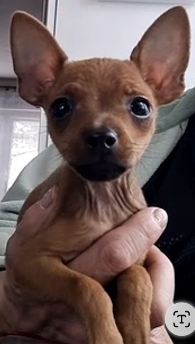 MINI Ratlerek- rudy chlopak