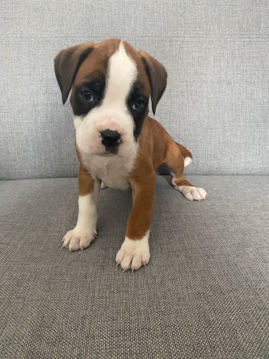 Bokser szczeniak aktualne