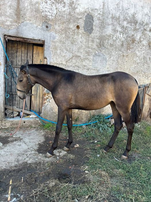 Poldra Lusitana baia 18 eses Livro Azul