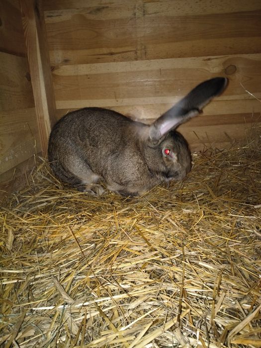 Sprzedam samca i samice olbrzym belgijski