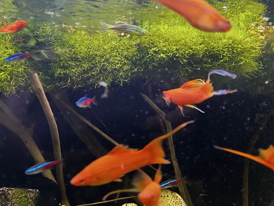 Mech do akwarium. Wątrobowiec Wgłębka (Riccia fluitans)