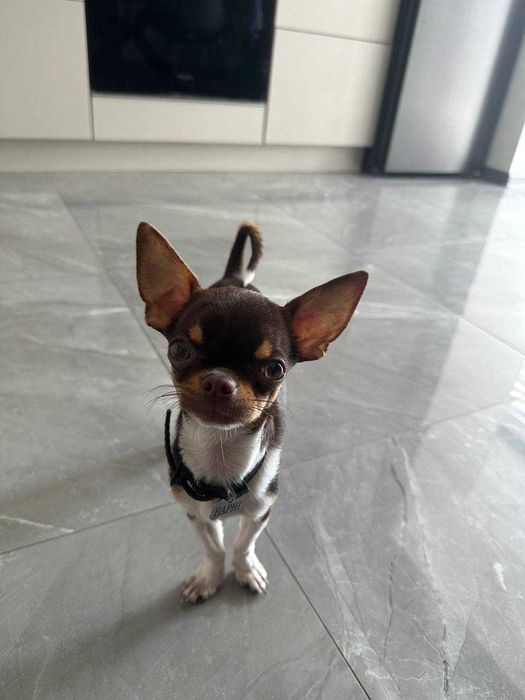 Для вязки міні чихуахуа