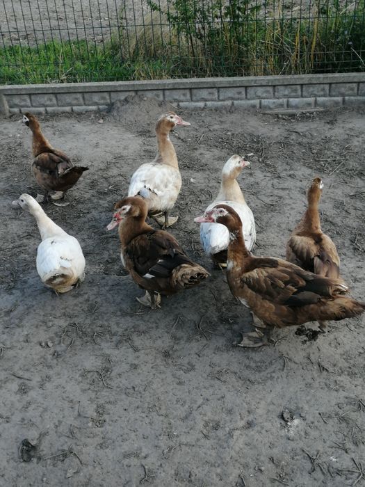 Kaczki i kaczory z tego roku.