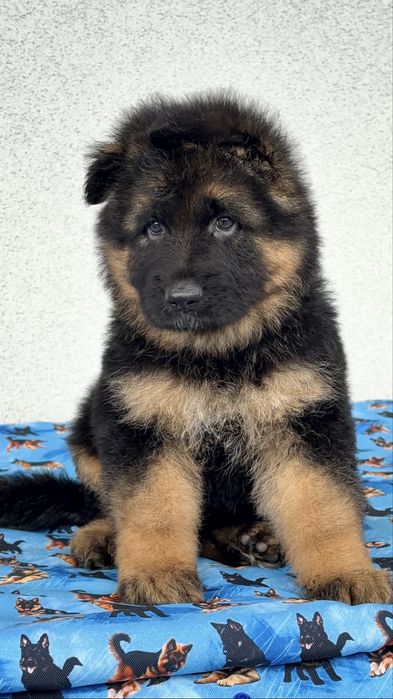 Цуценята німецької вівчарки