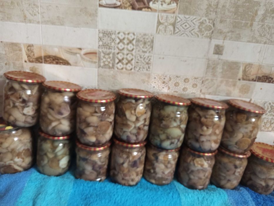 Гриби маслята опеньки мариновані салат з грибів перцю