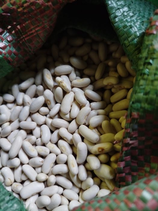 fasola drobna  szparagowa erla