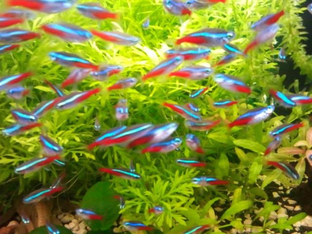 MISIEKZOO Kąsaczowate - Neon Inessa już od 1,80 zł