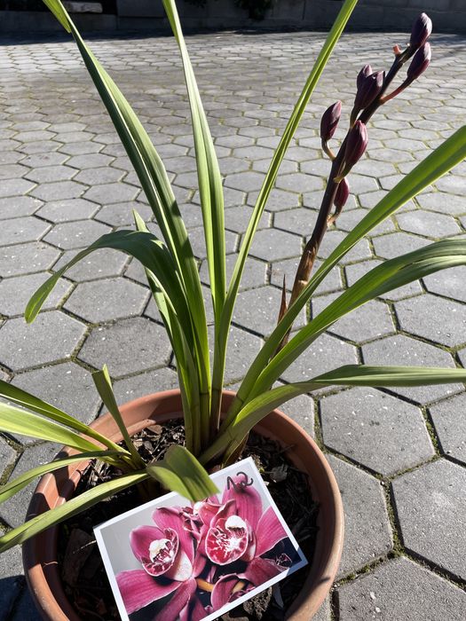 Vasos de orquídea