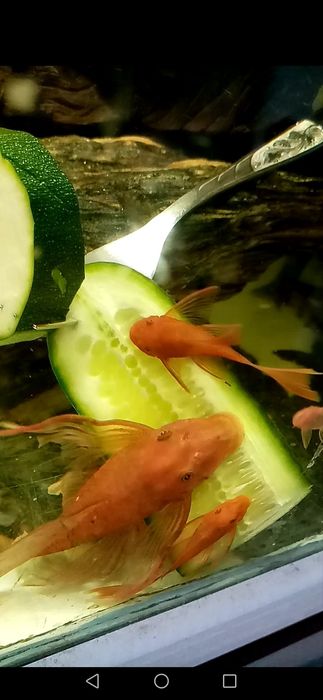 Promocja Super Red Long Fin zbrojnik czerwony ancistrus glonojad