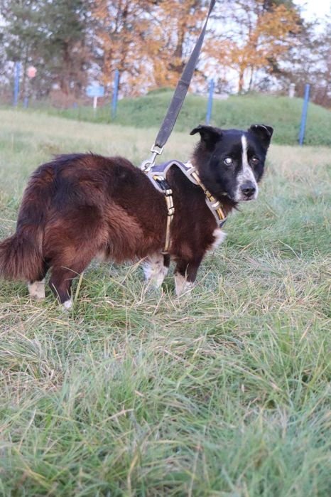 Do adopcji - PERUN