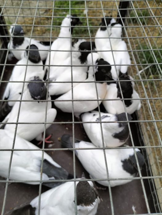 Gołębie - zakonniki