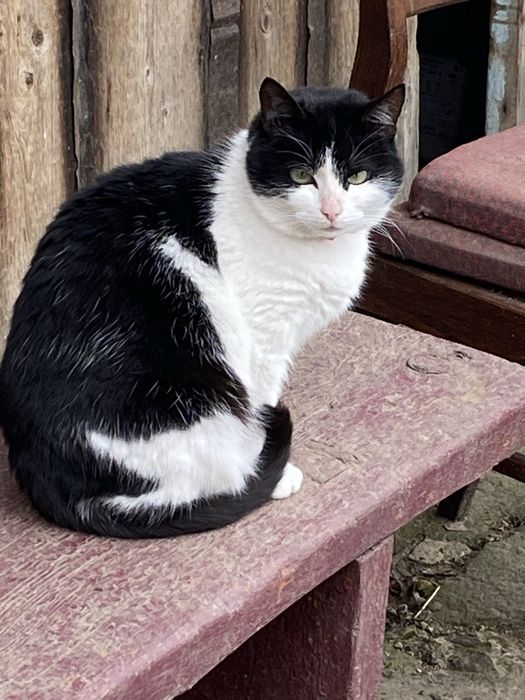 Віддамо стерилізовану кішечку в дбайливі руки