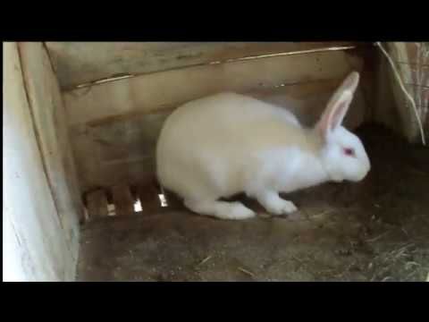 Кролики, кролі, термонці