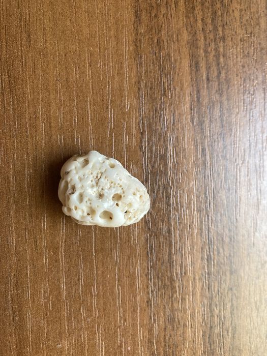 Ракушки морские в аквариум