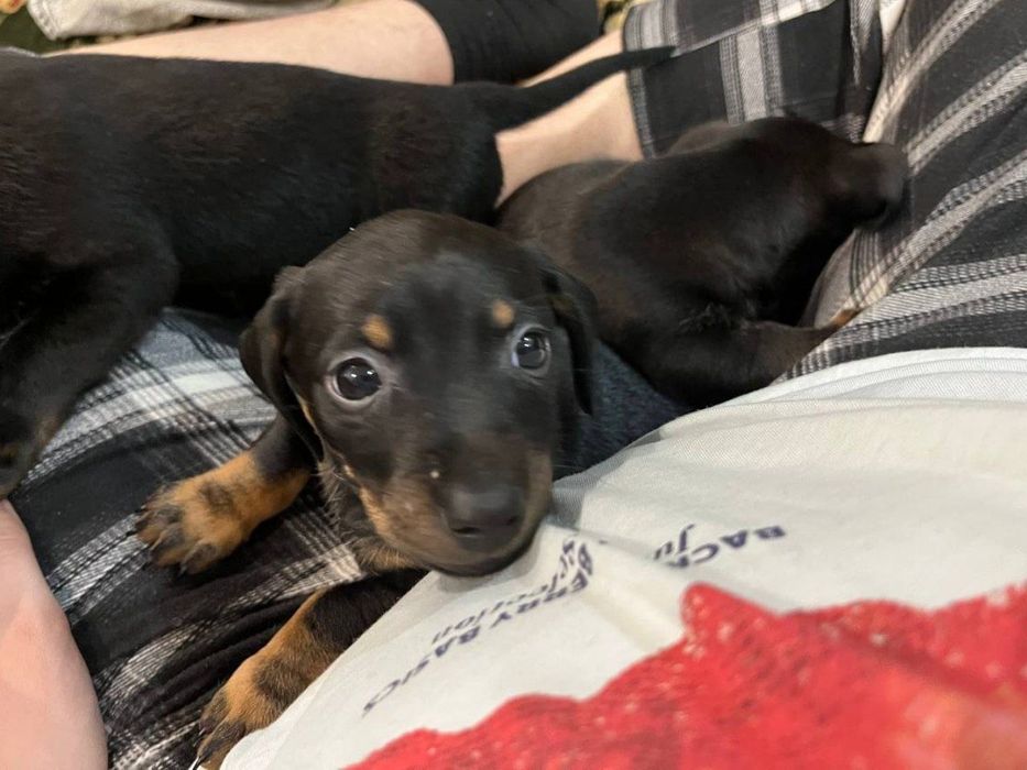 Щенята Такси (Смешанна)