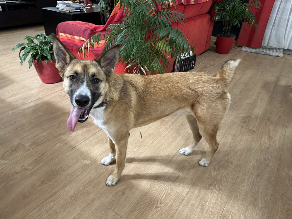 Cachorrao 1 ano dá-se bem com caes e gatos