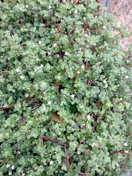 Planta natural, super bonita