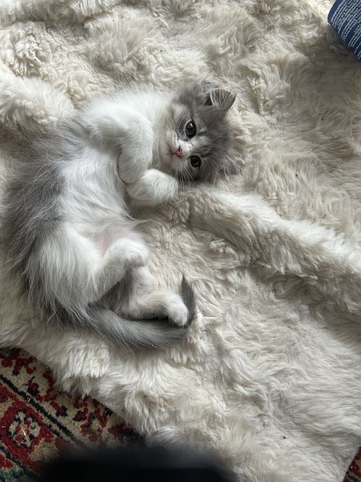Отдам кошку в добрые руки