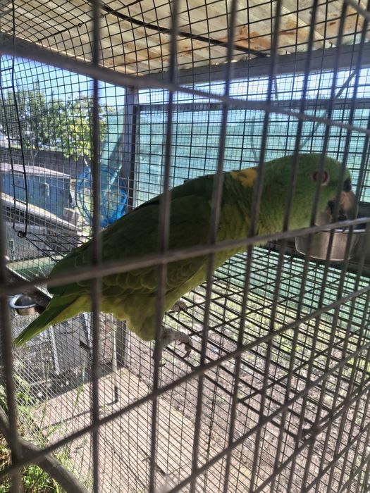 Amazona auropalliata fêmeas