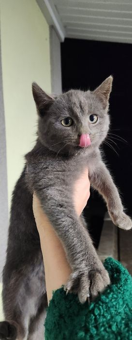 Кошеня в добрі руки