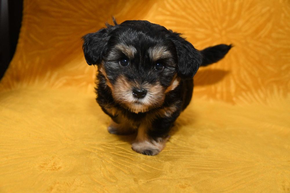 Piesek Hawańczyk z rodowodem ZHPR UCI